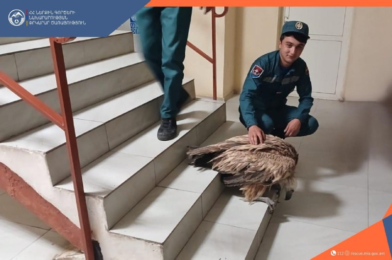 В Сюнике спасатели спасли раненого белоголового грифа из Красной книги