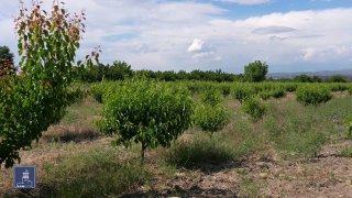 Фермеры Капана получают кредиты под 0%: правительство Армении запустило программу субсидирования